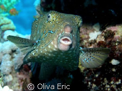 Poisson coffre by Oliva Eric 
